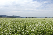 そば畑・そばの花02