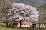 西蔵王の大山桜02