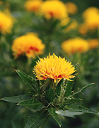 safflowers