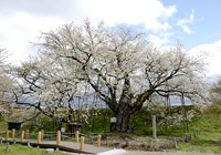 お達磨の桜